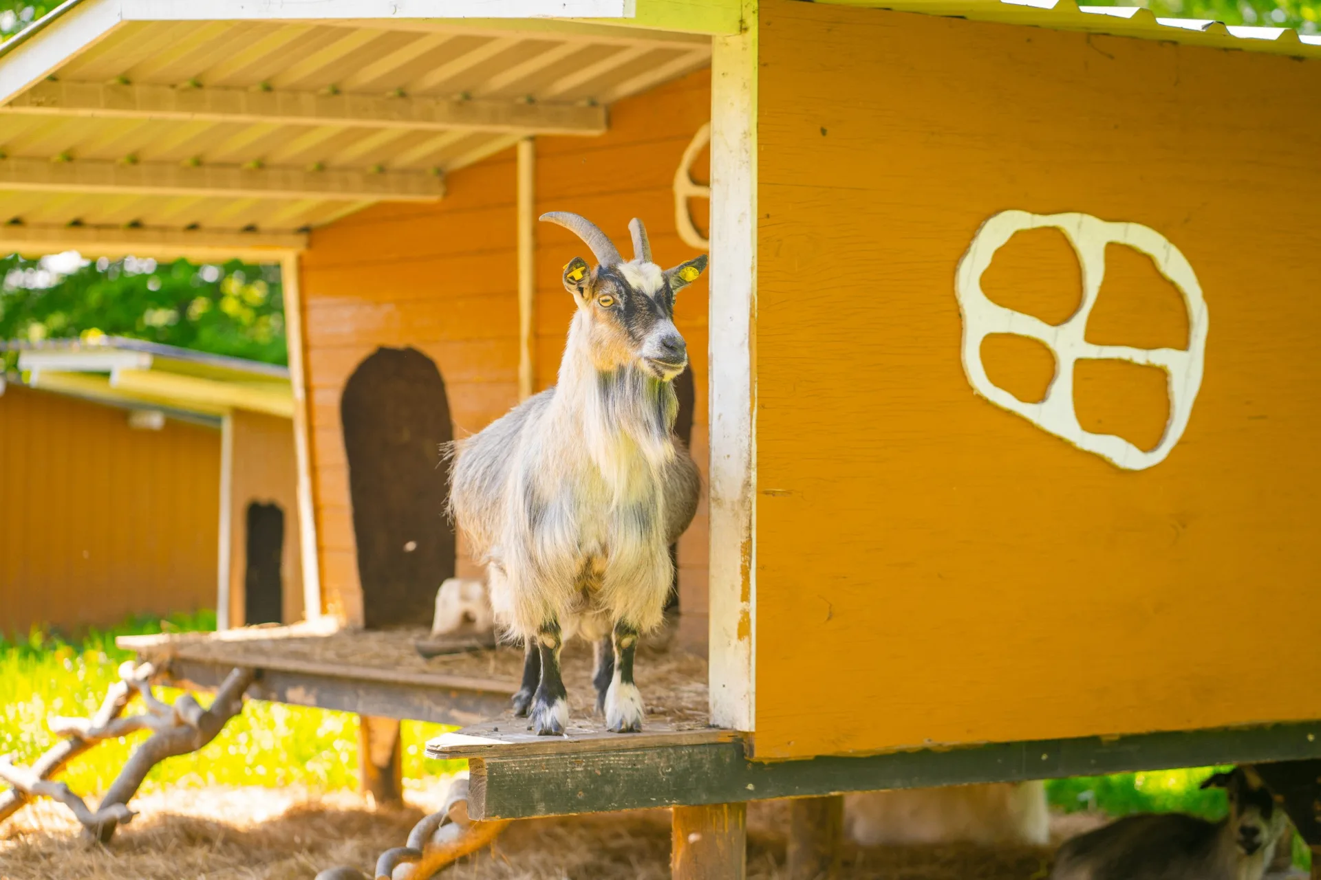 Ged i mini zoo
