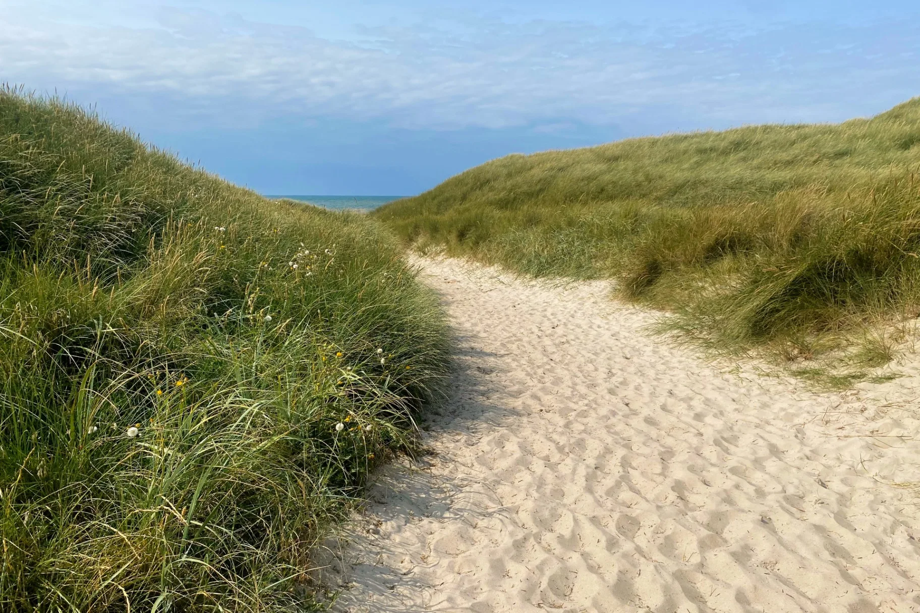 Sti gennem klitter ned til stranden